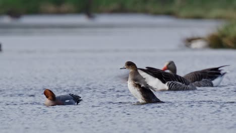 ducks and geese on a lake