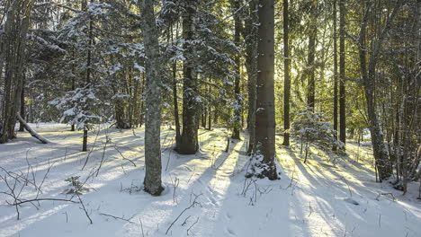 Tiro-De-Lapso-De-Tiempo-De-La-Puesta-De-Sol-Dorada-Detrás-De-Los-árboles-Y-El-Suelo-Cubiertos-De-Nieve