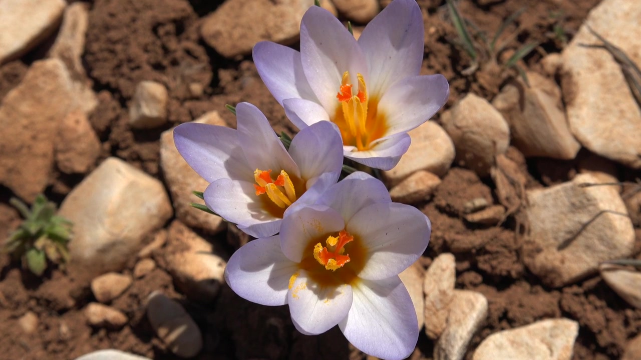 Close-up Bunga Crocus Ungu Halus yang Mekar di Tanah Berbatu