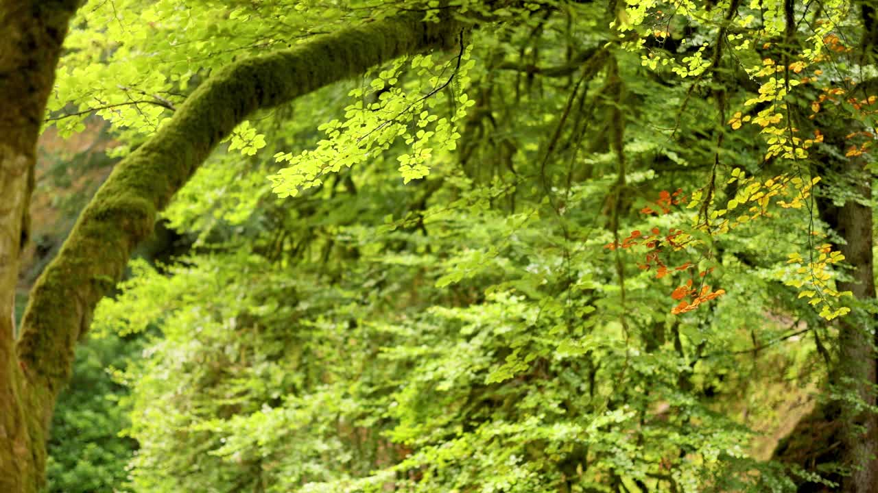 follaje verde exuberante con una rama de árbol de musgo