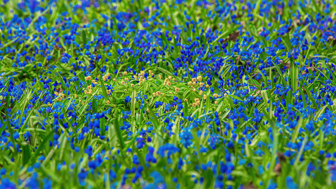 초록 잔디 위의 봄 파란 꽃, 활기찬 타임  ⁇ 스 뷰