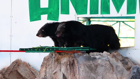 binturong resting on a rock platform