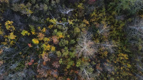 Vista-Aérea-De-Arriba-Hacia-Abajo-Del-Vuelo-Sobre-El-Bosque-Otoñal-Bellamente-Coloreado-En-La-Pradera-Norteamericana-Durante-La-Puesta-De-Sol