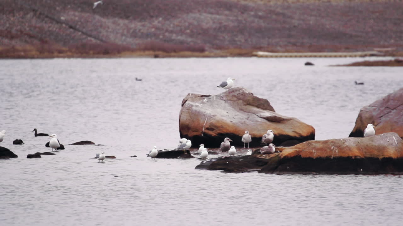 바위 위에서 쉬고 있는 갈매기와 영상에서 나중에 도착하는 갈매기 2마리