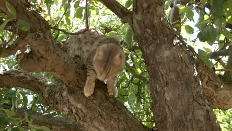 un gato de bengala de nieve libre en un árbol-2