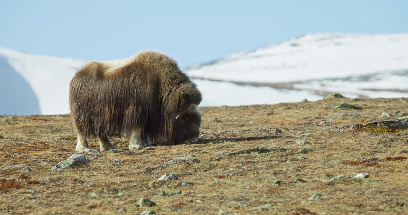 Norveç, Dovrefjell'de karlı dağ manzaralı kayalık sırtta otlayan yalnız misk sığırı.