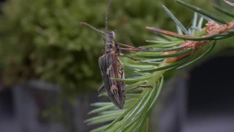 two-banded longhorn beetle crawling on needles of pine tree then flew away