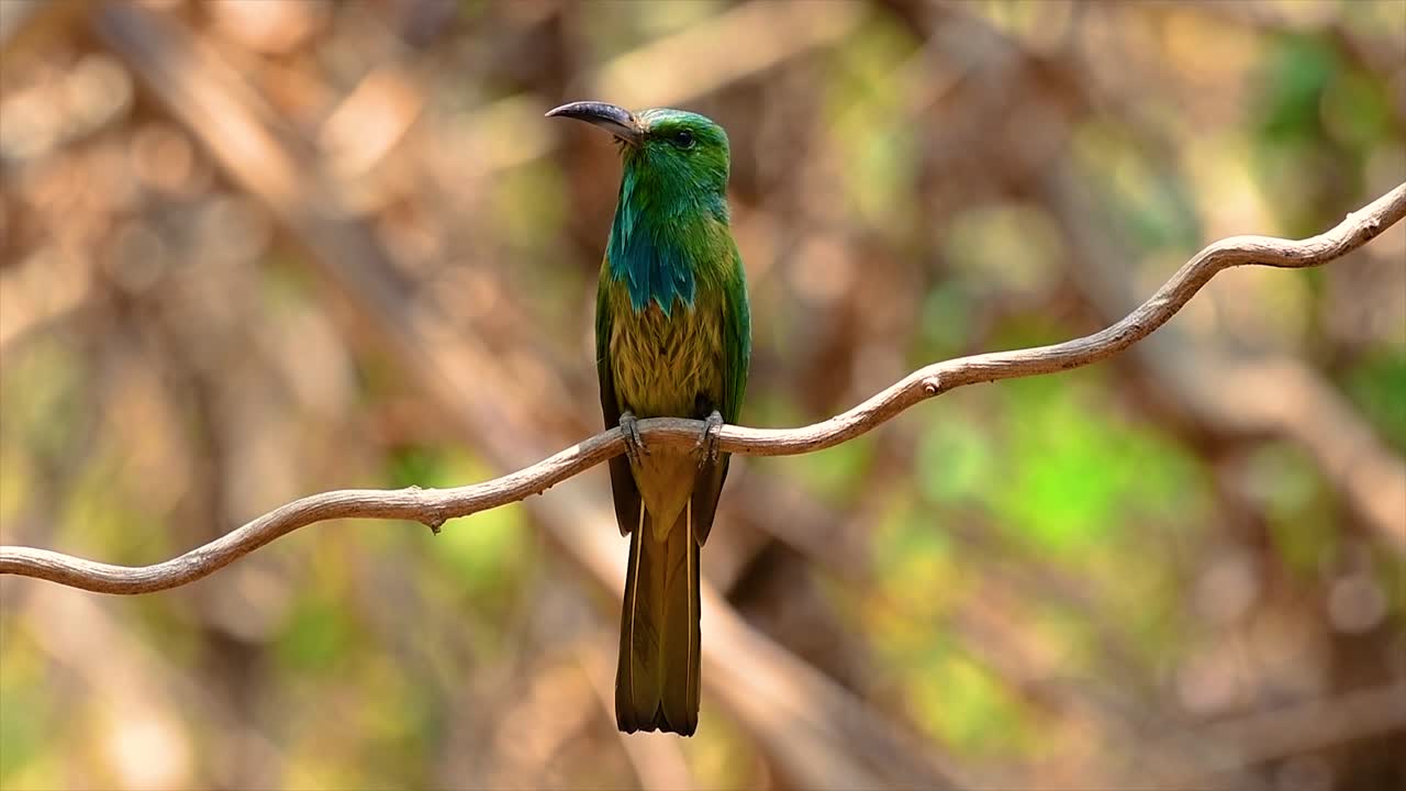 el abejaruco de barba azul se encuentra en la península de malaya, incluida tailandia, en claros de bosques particulares