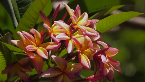 beautiful frangipani flowers on a beautiful sunny day