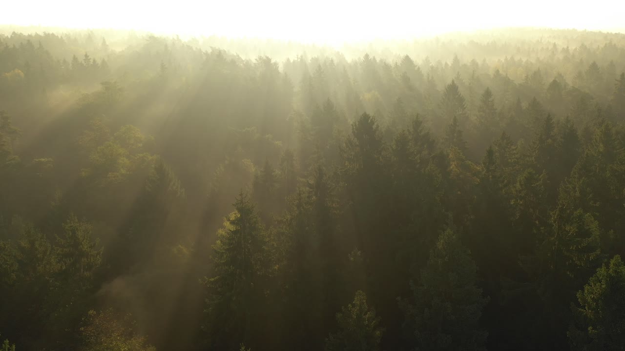 Vista aerea con drone di una foresta al mattino presto