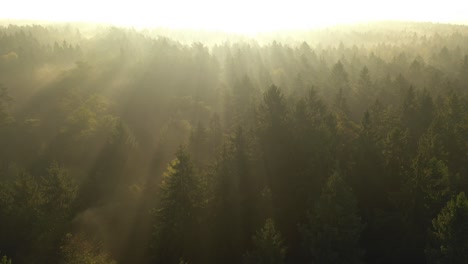 drone aerial view of forest in early morning