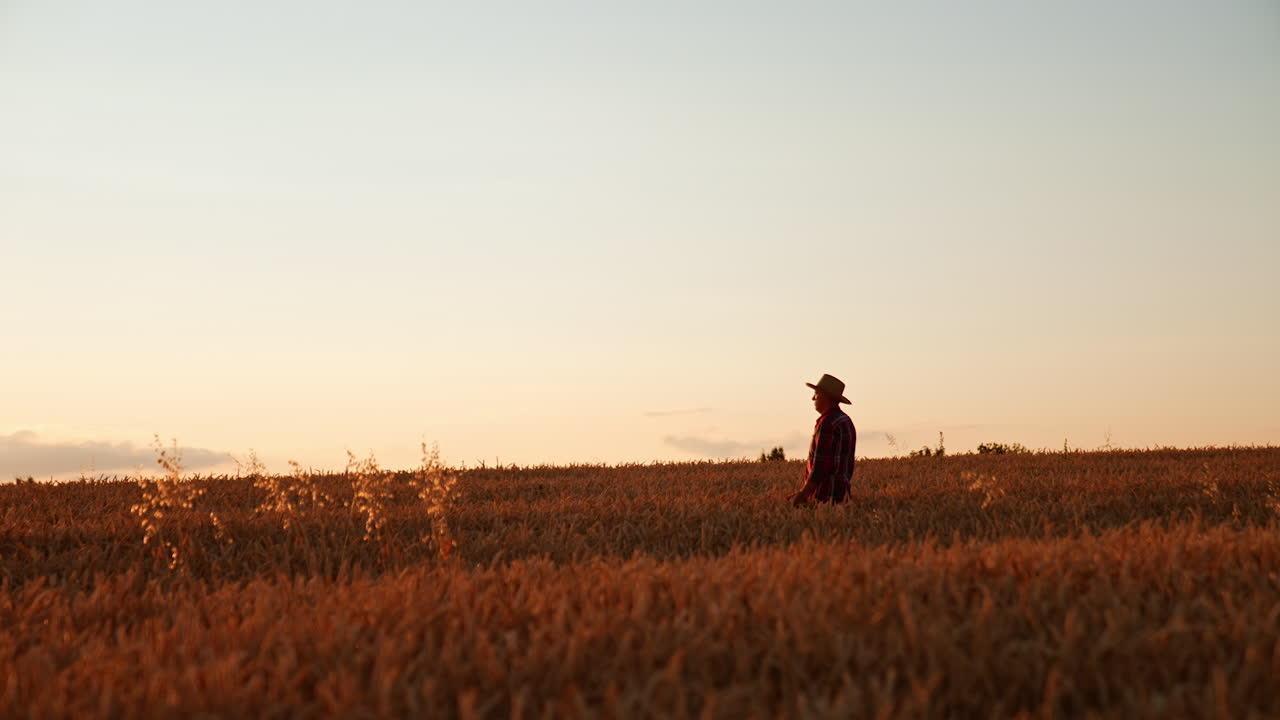 Rancher in a hat walks by the field of wheat at sunset. Farmer checks the farmland before the harvest season.