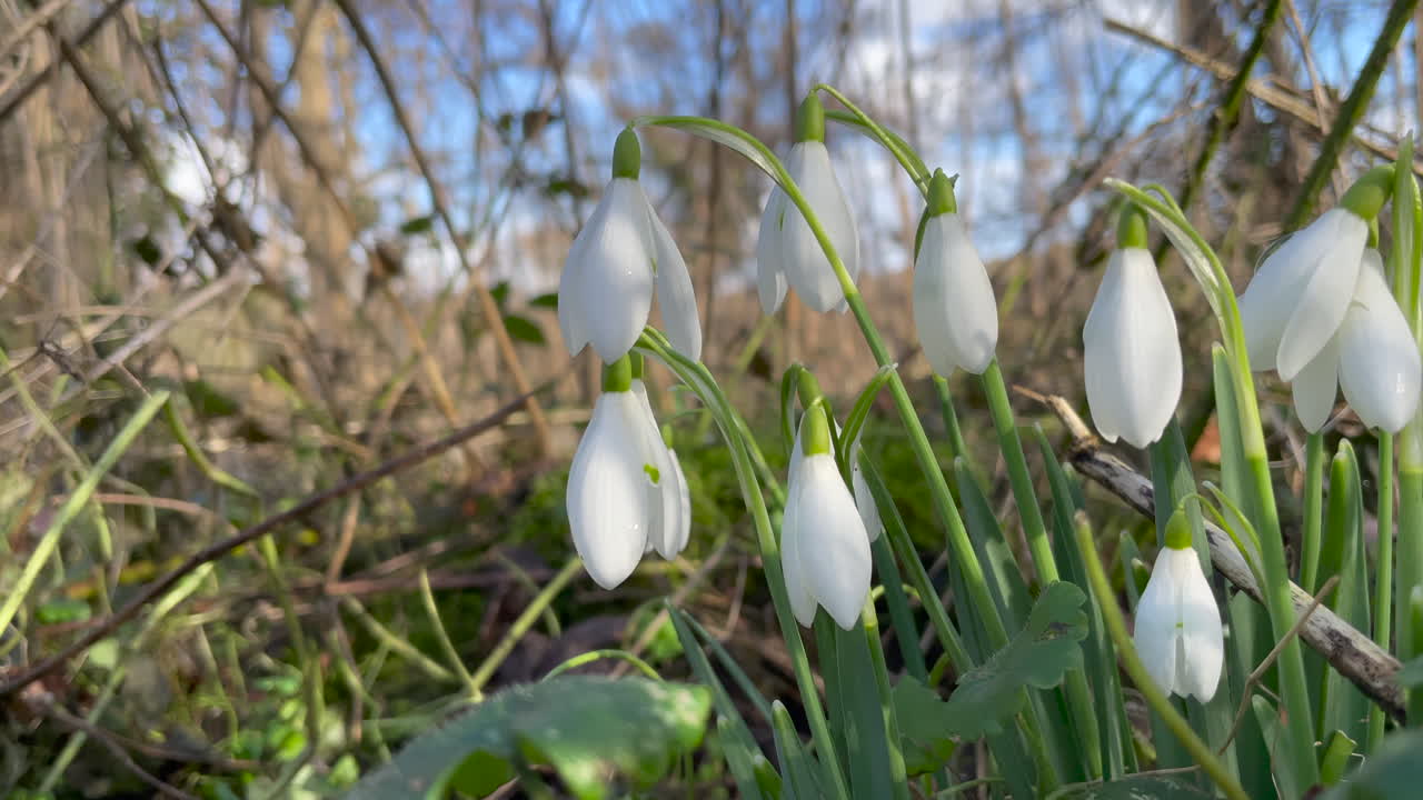 Primo piano di un mazzetto di bucaneve primaverili in un'area boschiva in campagna, in una luminosa giornata di sole.
