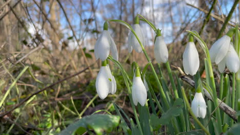 Closeup-shot-of-a-bunch-of-spring-snowdrops-in-a-woodland-area-in-the-countryside,-bright-sunny-day