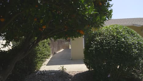 Lime-tree-in-the-garden-of-the-house-front-view-of-a-house