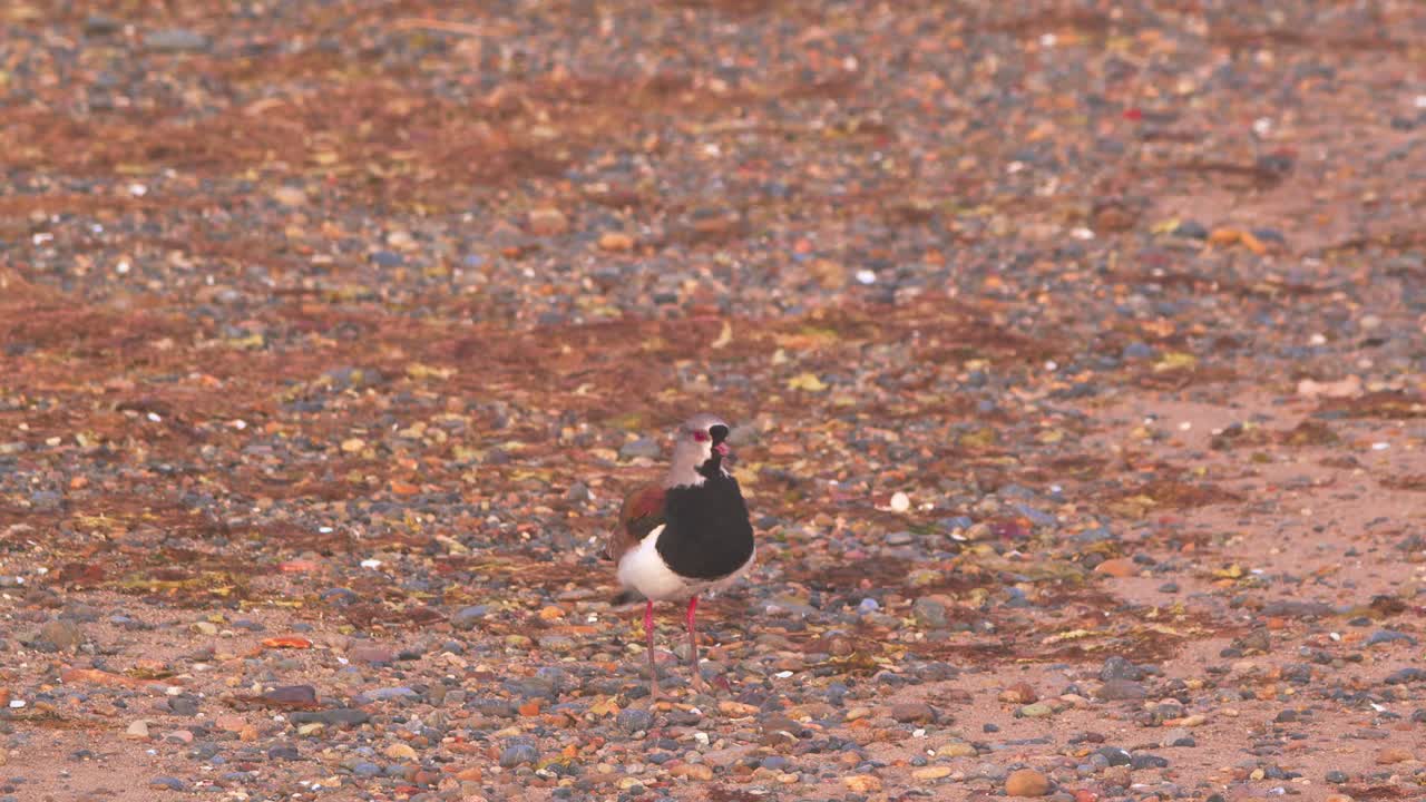 다채로운 남쪽 날개가 날아와 모래 해변에 착륙하여 바야 부스타만테에서 리를 흔들고 있습니다.