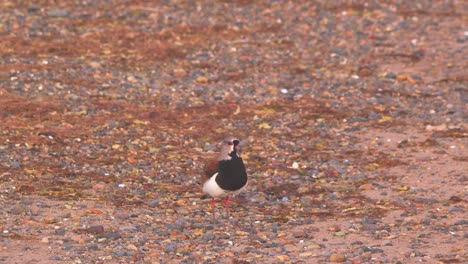 colorful southern lapwing comes flying in and lands on the sandy beach wagging tail at bahia bustamante