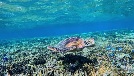 Snorkeling-In-Crystalline-Water-With-Green-Sea-Turtles-In-Crystal-Clear-Water