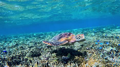 snorkeling in crystalline water with green sea turtles in crystal clear water