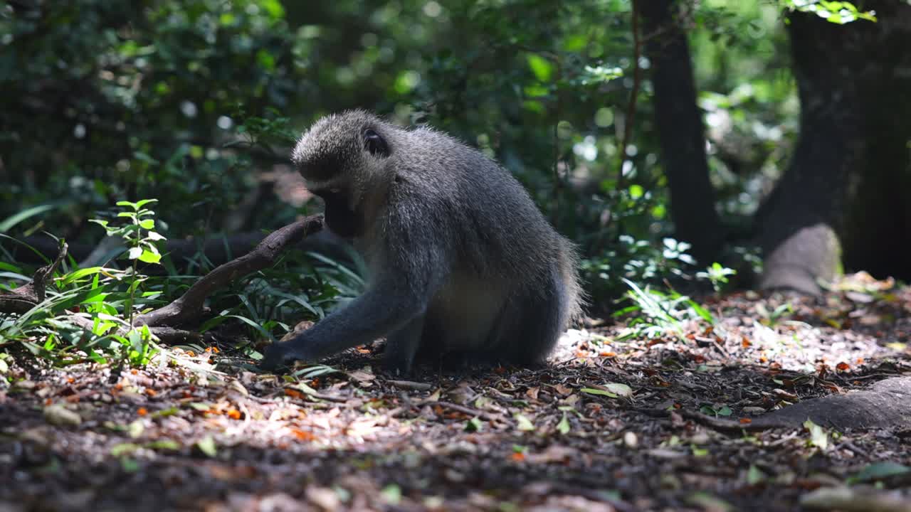 mono sentado en el suelo en el bosque y elige qué comer. enfoque selectivo. animales en el parque safari, sudáfrica