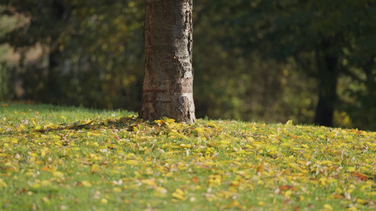 나무 줄기를 둘러싼 땅을 고 있는 가을 잎