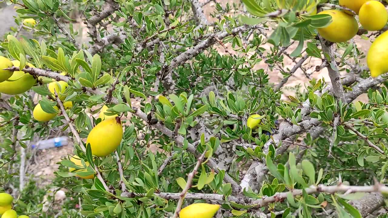 ramas de árboles de argán con nueces maduras y hojas verdes-4