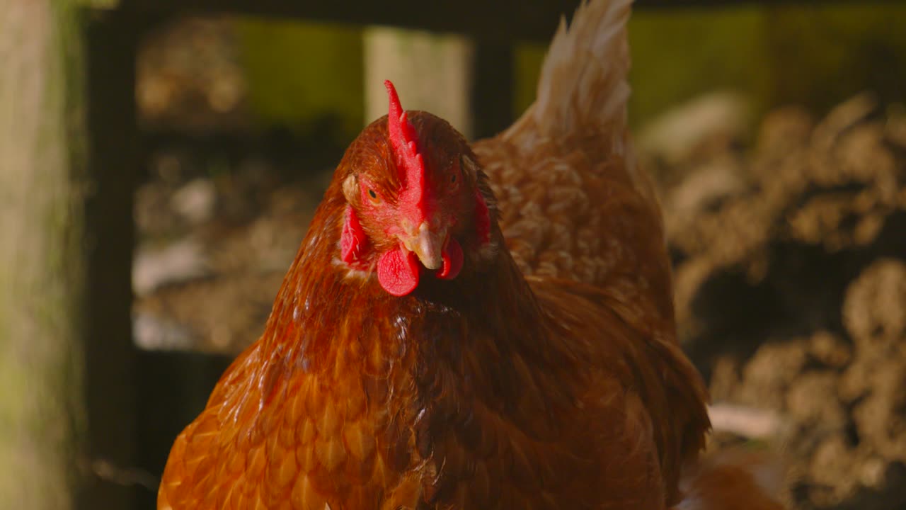 Chicken Hen Staring at Camera on Farm in Countryside with Coop in Background. Exploring Environment Roaming Meadow on Sunlit Morning. Rural Farmyard Animal Footage 4K.