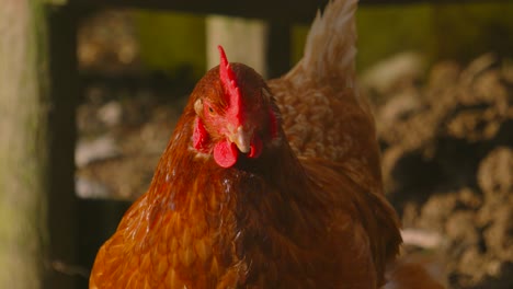 chicken hen staring at camera on farm in countryside with coop in background. exploring environment roaming meadow on sunlit morning. rural farmyard animal footage 4k.