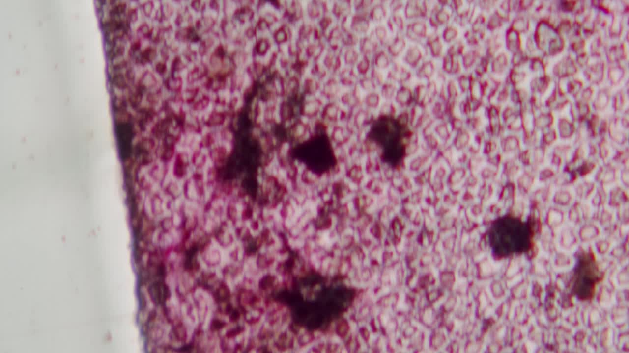 Microscopic View of Stained Plant Cells Under a Microscope
