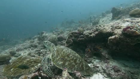 Green-sea-turtle-and-colorful-fishes-at-coral-reef-in-deep-ocean