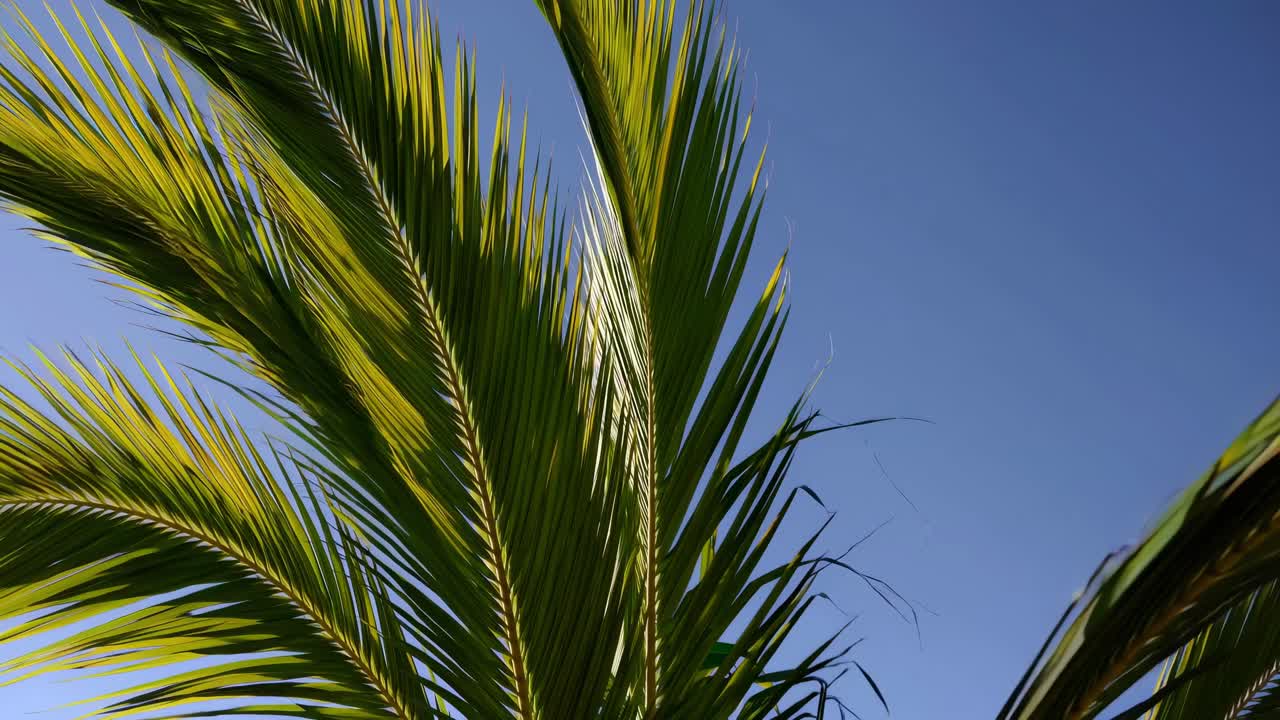 Video ripreso dal basso di vivaci foglie di palma su un cielo azzurro limpido, che cattura l'essenza.