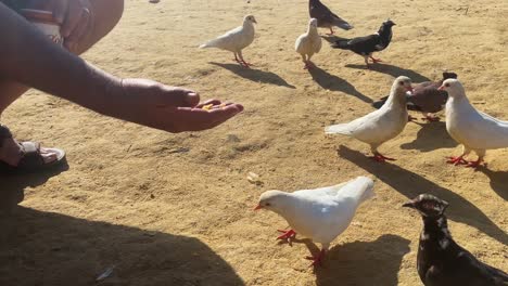 A-man-feeds-a-group-of-birds-in-the-desert-of-pyramids,-Giza-in-Egypt,-close-up-shot,-static-shot