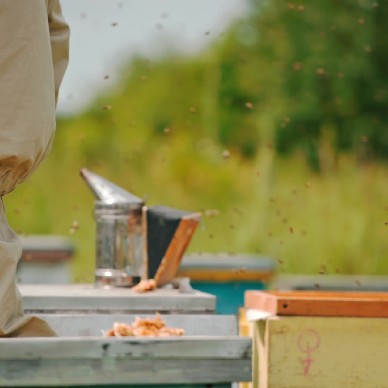 Multiple bees flying wildly over their hives. Beekeeper comes to take away his instruments left before on the beehive