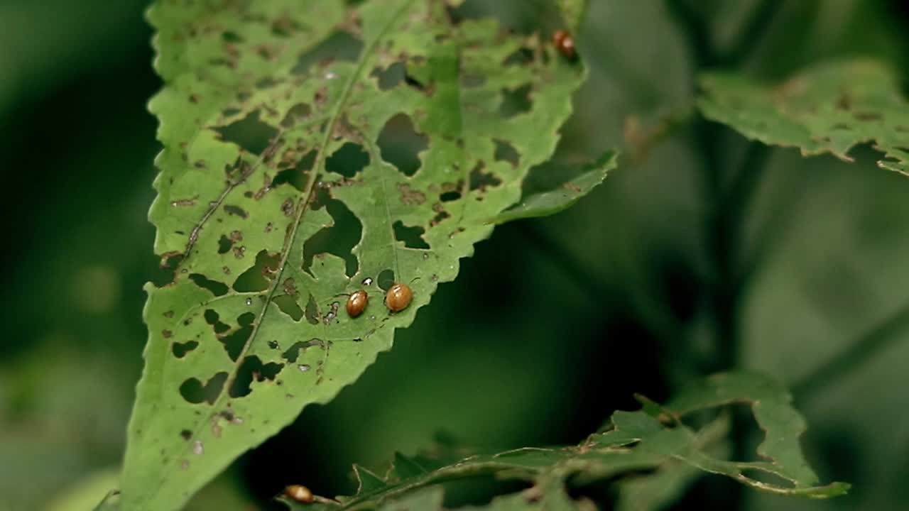 Close-up of a green leaf with visible holes eaten by beetles, set against a natural foliage background