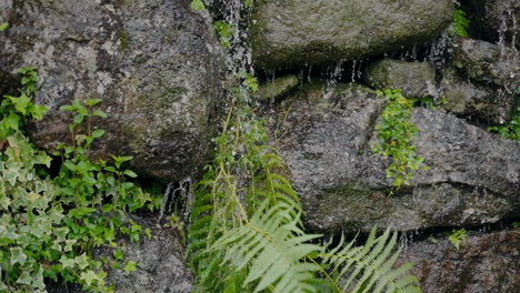 close-up of a small waterfall flowing over rocks with green ferns and ivy