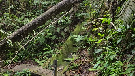 Exploring-a-jungle-trail-blocked-by-fallen-trees