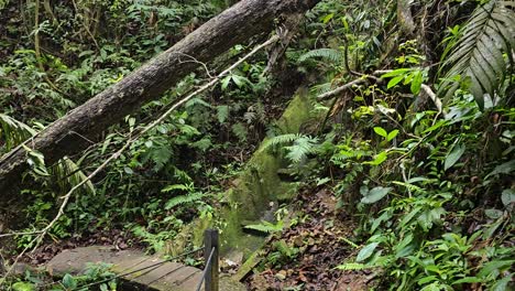 explorando un sendero de la selva bloqueado por árboles caídos