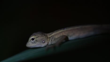 o lagarto do jardim oriental também é chamado de lagarto do jardim oriental, sugador de sangue e lagarto mutável