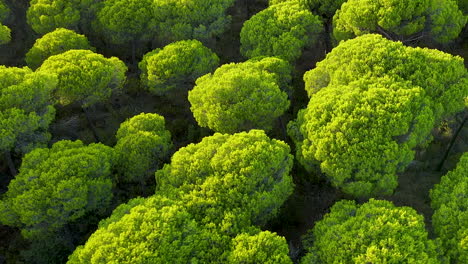 densas copas de pino piñonero en el exuberante bosque de el rompido, españa - toma aérea de drones