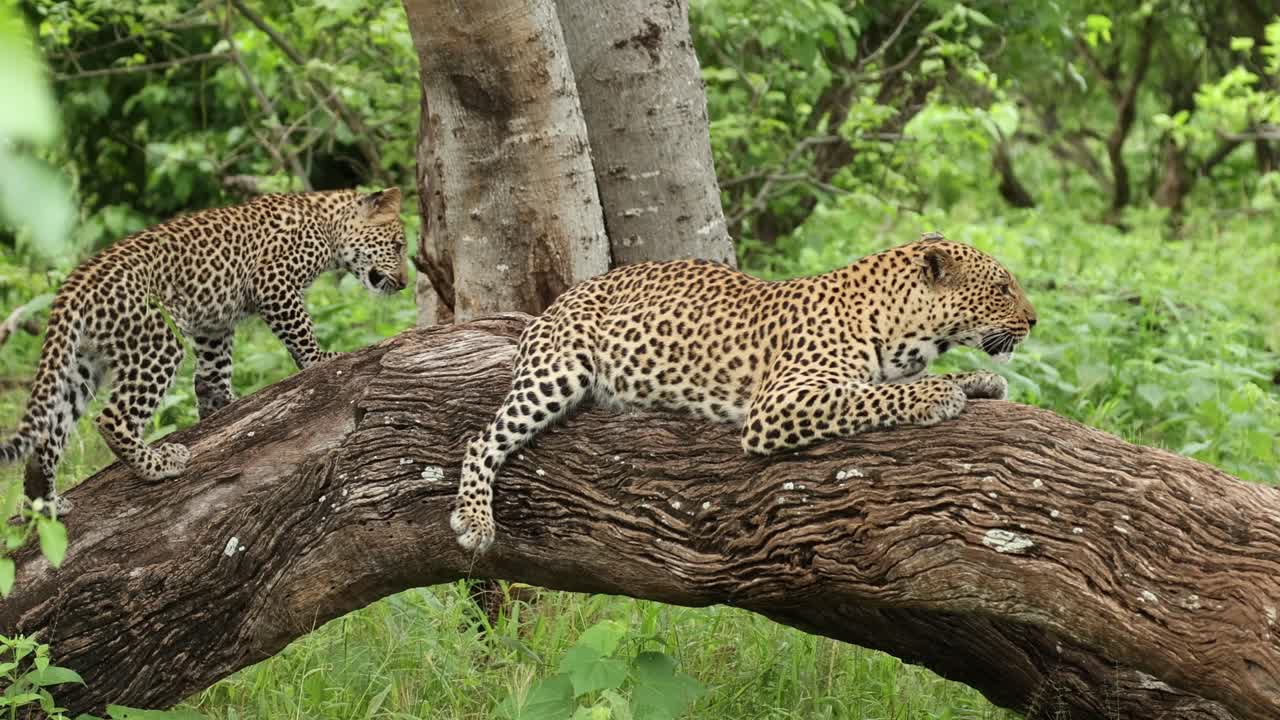 A mother leopard lying on a fallen tree while her cub is playing with her tail, Mashatu Game Reserve.