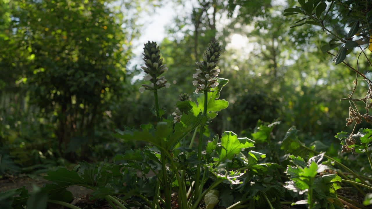 Órbita lenta a través de exuberante sotobosque con flores y árboles altos suavemente iluminados por el sol de la tarde en Atenas