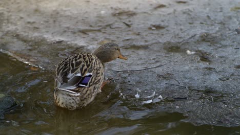 duck getting out of the water in super slow motion