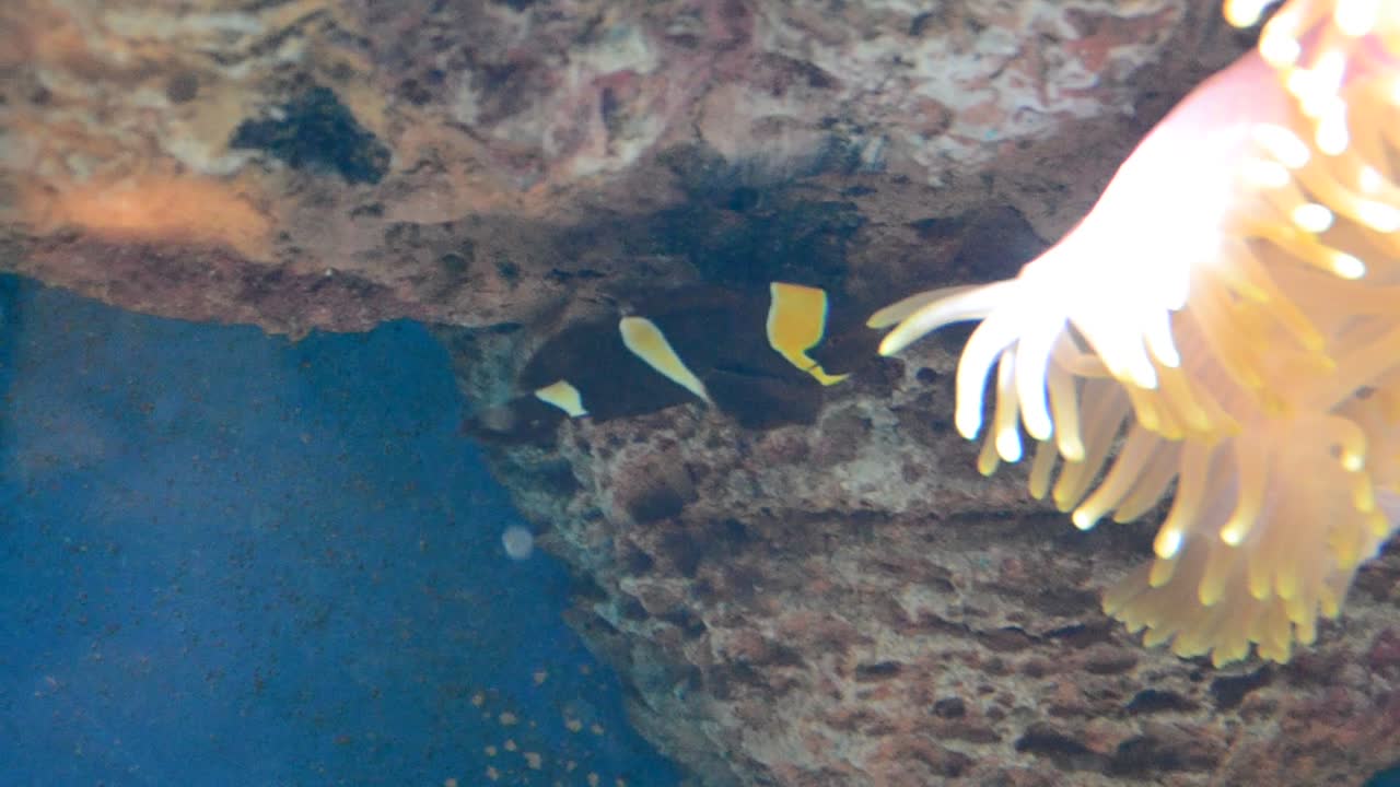 Akvarium med fisk