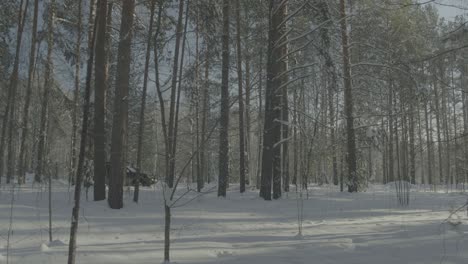 snowy winter forest