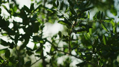 Tree-branches-backlit-by-the-sun-with-shallow-focus-and-light-lens-flares-in-slow-motion