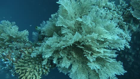 bajo el agua coral detalles zoom out, cámara lenta