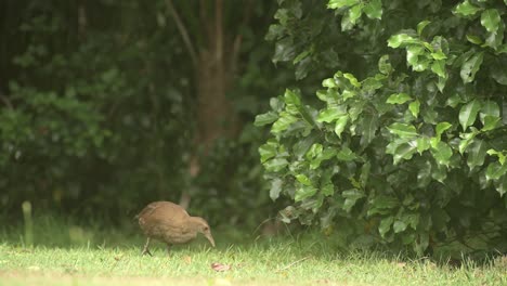 lord howe woodhen gallirallus sylvestris se mueve por el suelo de izquierda a derecha