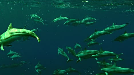 Schote-Von-Spinnerdelfinen,-Die-Zusammen-Auf-Dem-Kristallklaren-Wasser-Am-Blauen-Ozean-Schwimmen