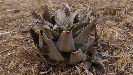 primer plano de una suculenta en una zona árida y seca de áfrica