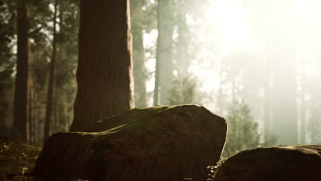 Bosque-Alto-De-Secuoyas-En-El-Parque-Nacional-De-Yosemite